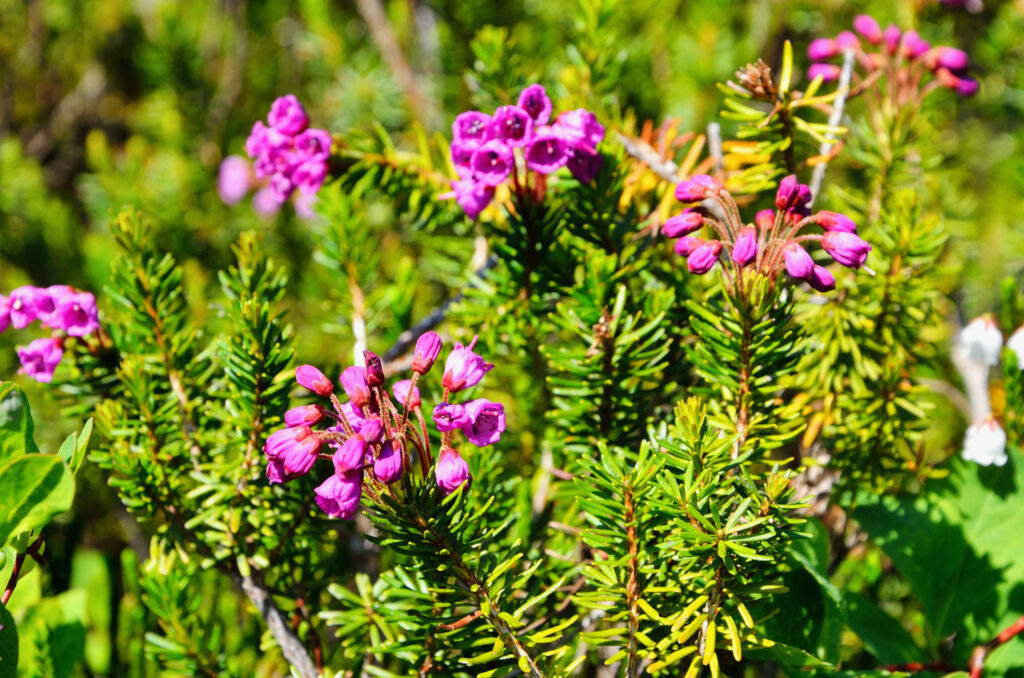 28 Beautiful Wildflowers You'll Find in the Pacific Northwest