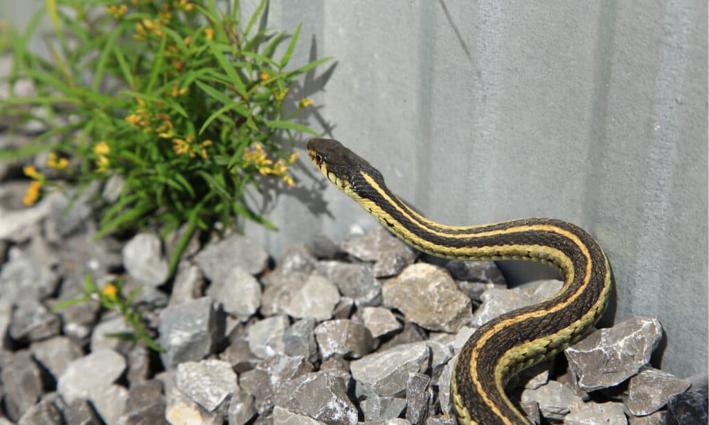 What Do Garter Snakes Look Like? 3 Quick Ways to ID Them