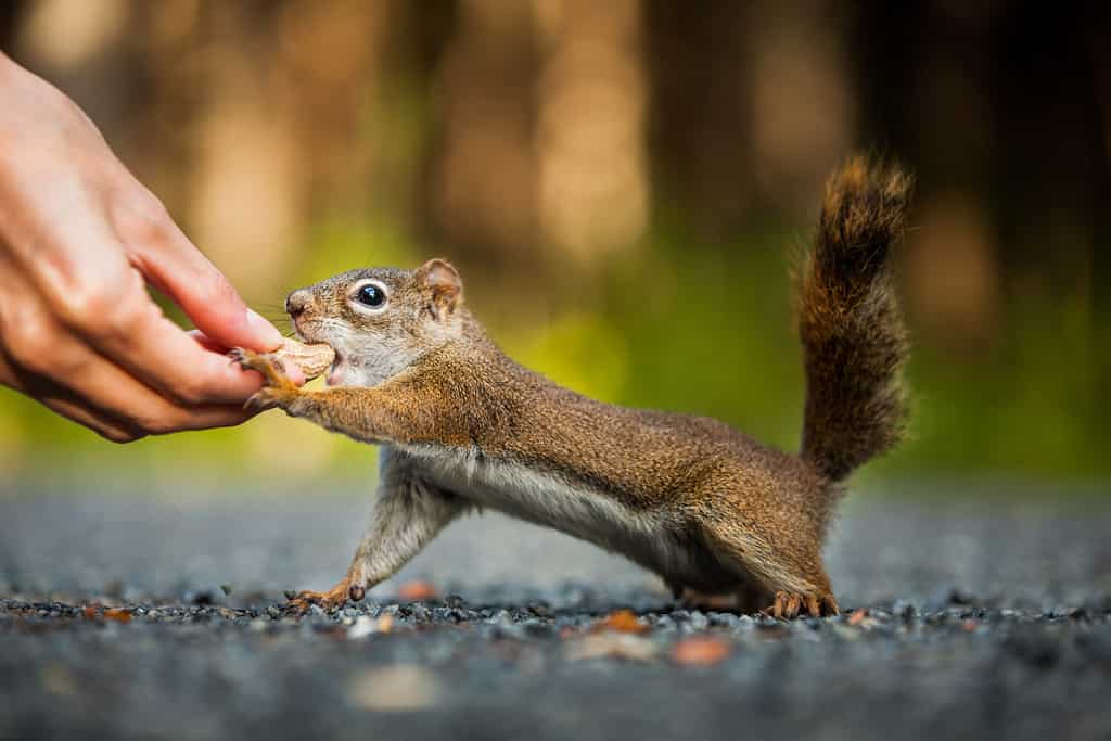 6 Sounds Squirrels Make and What Each Means