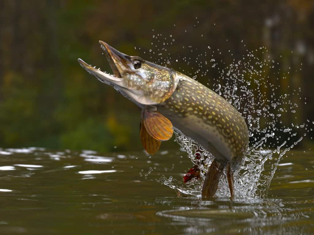 The 12 Largest Fish Ever Caught in North Dakota