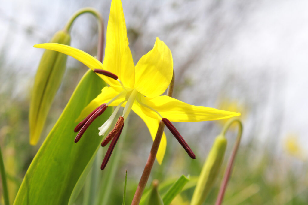 28 Beautiful Wildflowers You'll Find in the Pacific Northwest