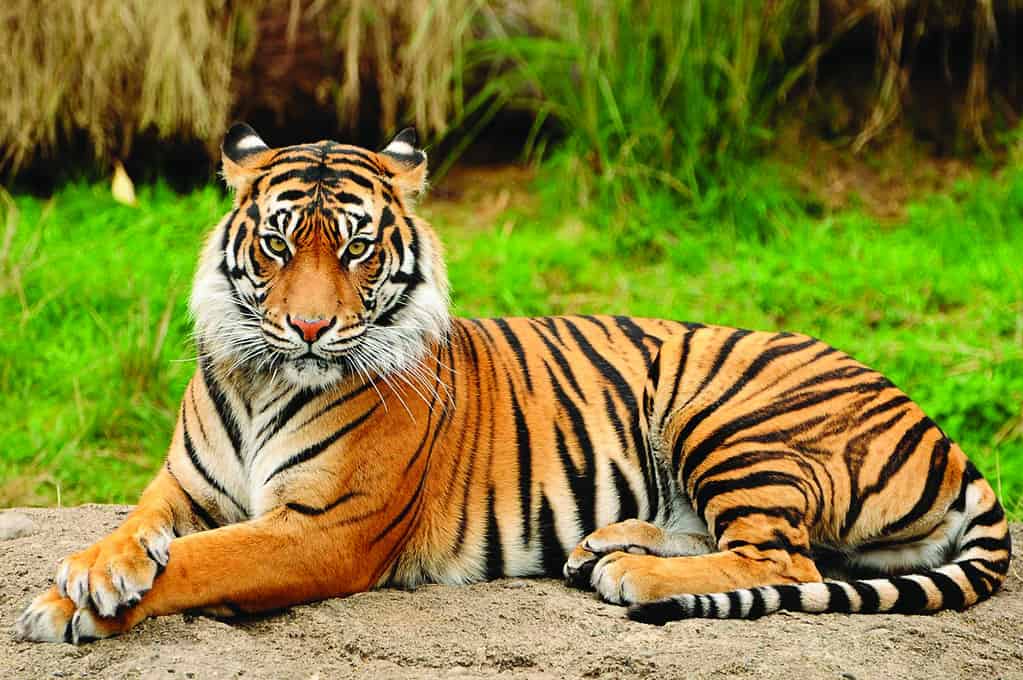 Why Tigers Have Magnificent Stripes?