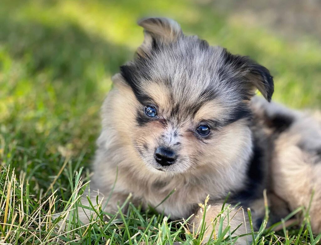 Pomeranian Grooming Guide: 10 Tips for a Healthy and Beautiful Coat