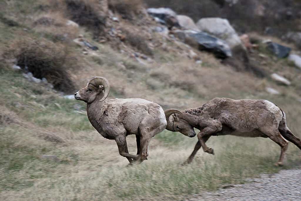 Hunting in Wyoming: 12 Great Public Hunting Lands