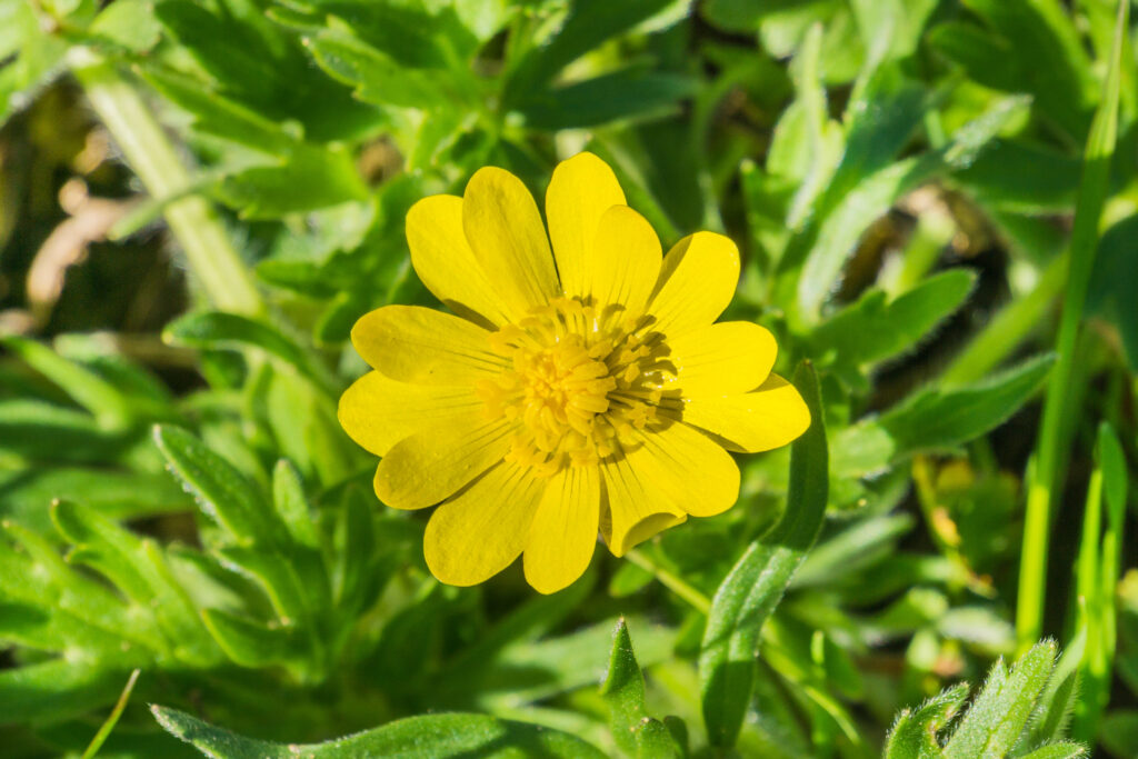 28 Beautiful Wildflowers You'll Find in the Pacific Northwest