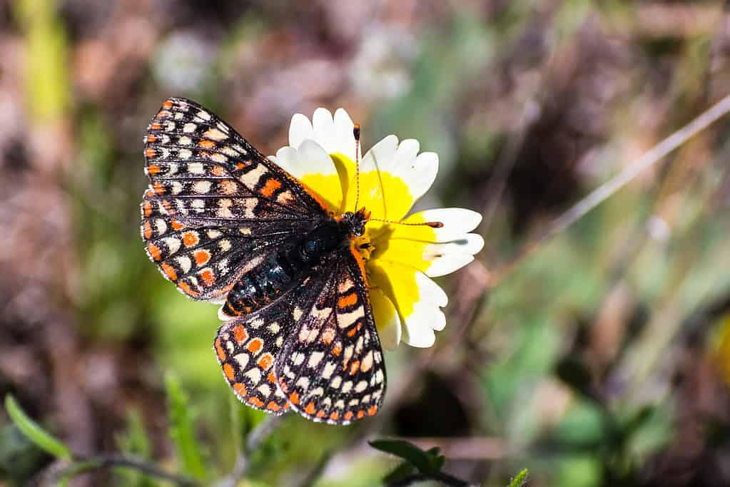 28 Beautiful Wildflowers You'll Find in the Pacific Northwest