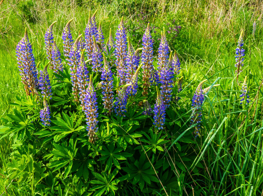 28 Beautiful Wildflowers You'll Find in the Pacific Northwest