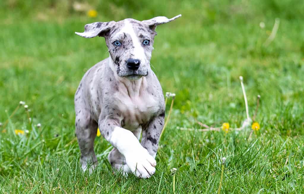 Great Dane Puppies: Pictures, Adoption Tips, and More!