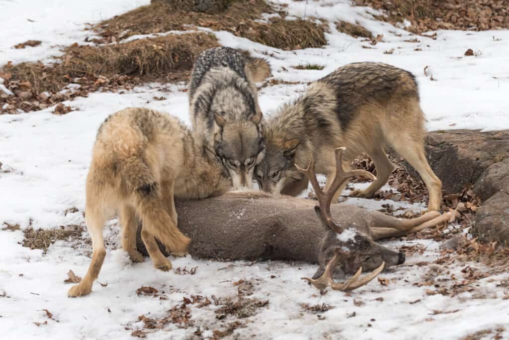 Discover 9 Animals that Hunt Cooperatively