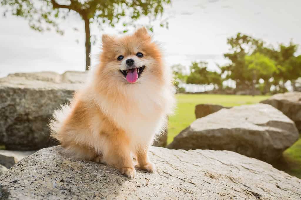 Pomeranian Grooming Guide: 10 Tips for a Healthy and Beautiful Coat