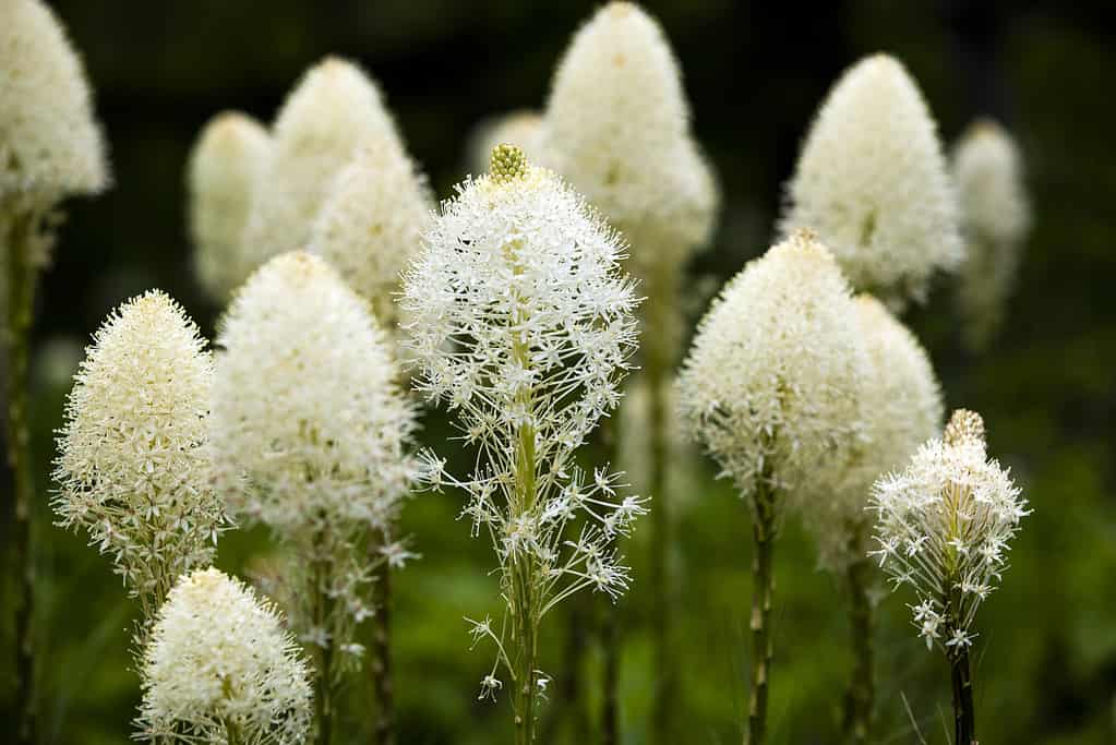 28 Beautiful Wildflowers You'll Find in the Pacific Northwest