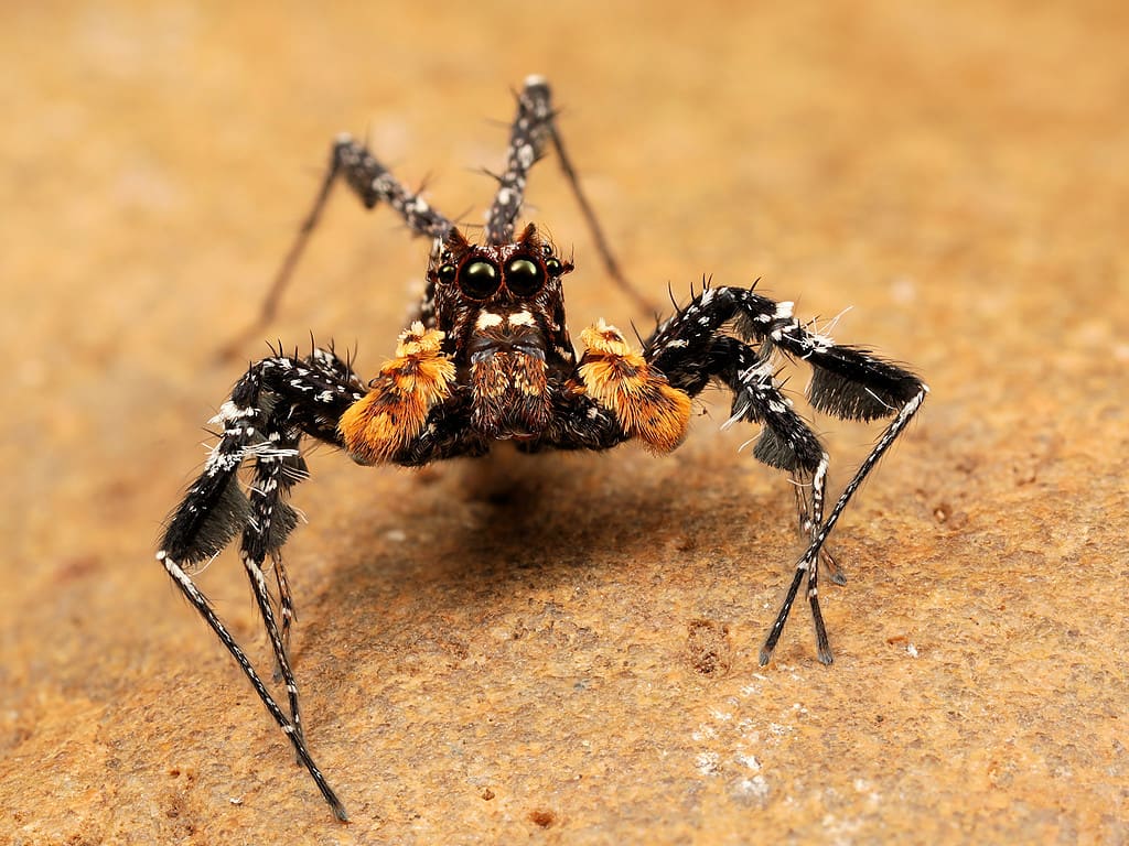 32 Spiders That Look Like Scorpions But Are Nothing Like Them