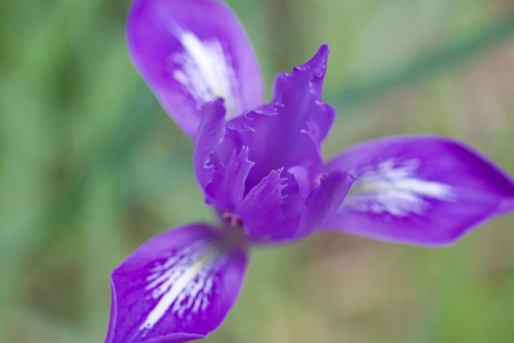 28 Beautiful Wildflowers You'll Find in the Pacific Northwest