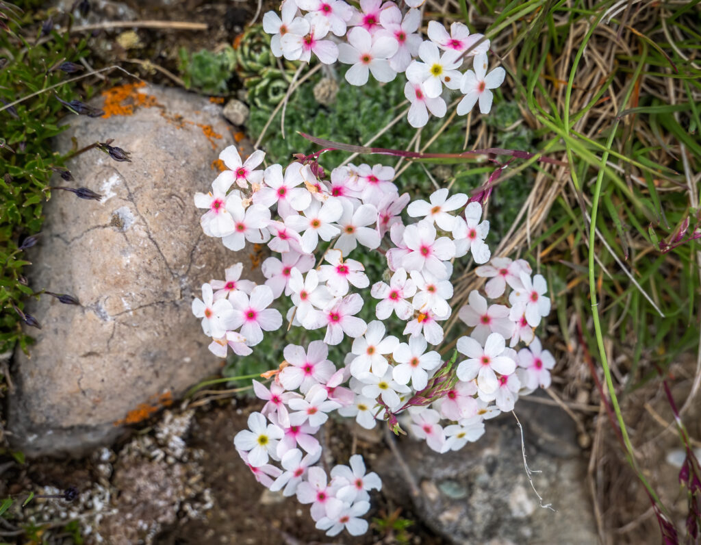 28 Beautiful Wildflowers You'll Find in the Pacific Northwest