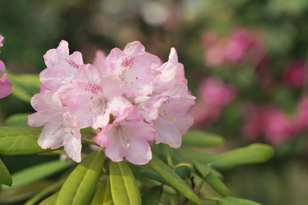 28 Beautiful Wildflowers You'll Find in the Pacific Northwest