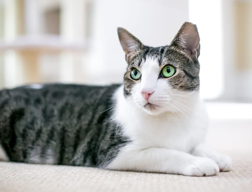 The 5 Best Cat Breeds For First-Time Owners