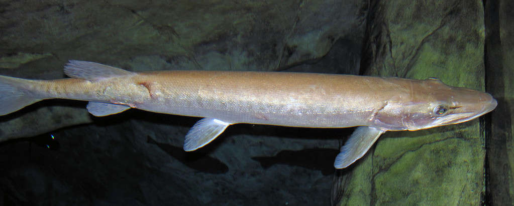 The 12 Largest Fish Ever Caught in North Dakota