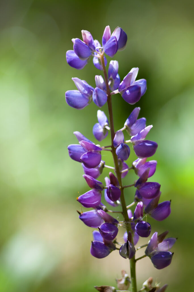 28 Beautiful Wildflowers You'll Find in the Pacific Northwest