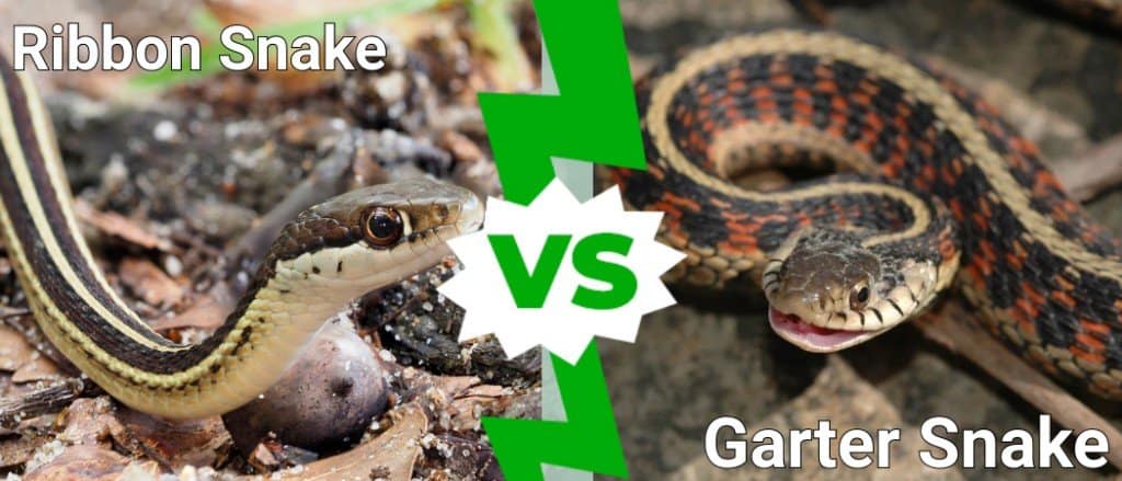 What Do Garter Snakes Look Like? 3 Quick Ways to ID Them