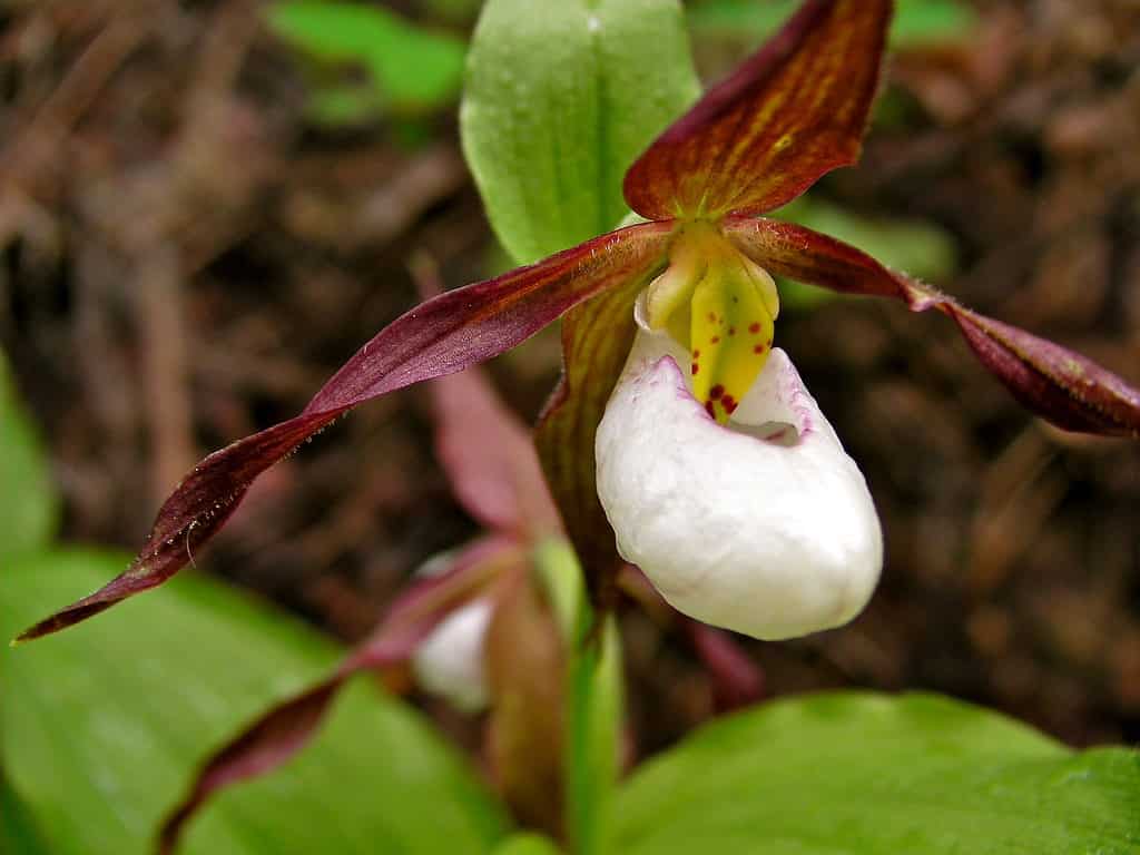 28 Beautiful Wildflowers You'll Find in the Pacific Northwest