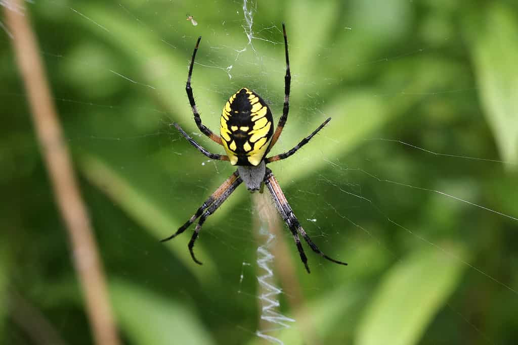 Discover the Surprising Reason Spiders Don't Get Caught in Their Own Webs