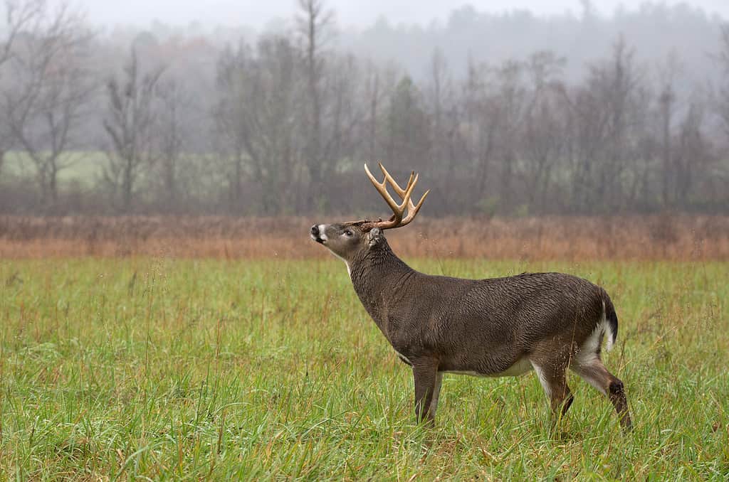 Discover the 5 Largest Deer Roaming U.S. Forests