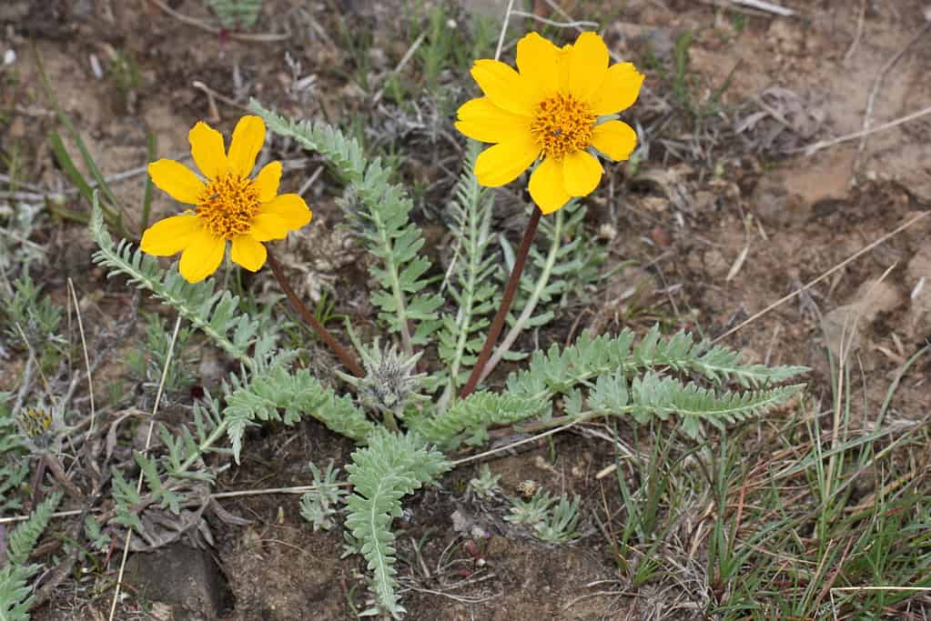 28 Beautiful Wildflowers You'll Find in the Pacific Northwest