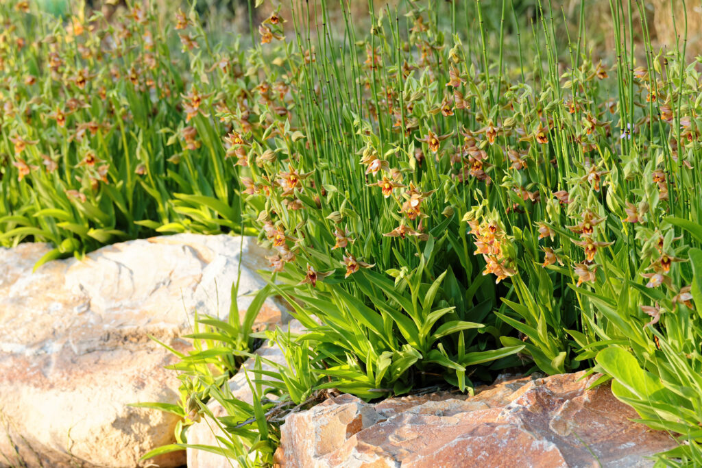 28 Beautiful Wildflowers You'll Find in the Pacific Northwest