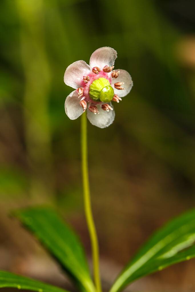 28 Beautiful Wildflowers You'll Find in the Pacific Northwest