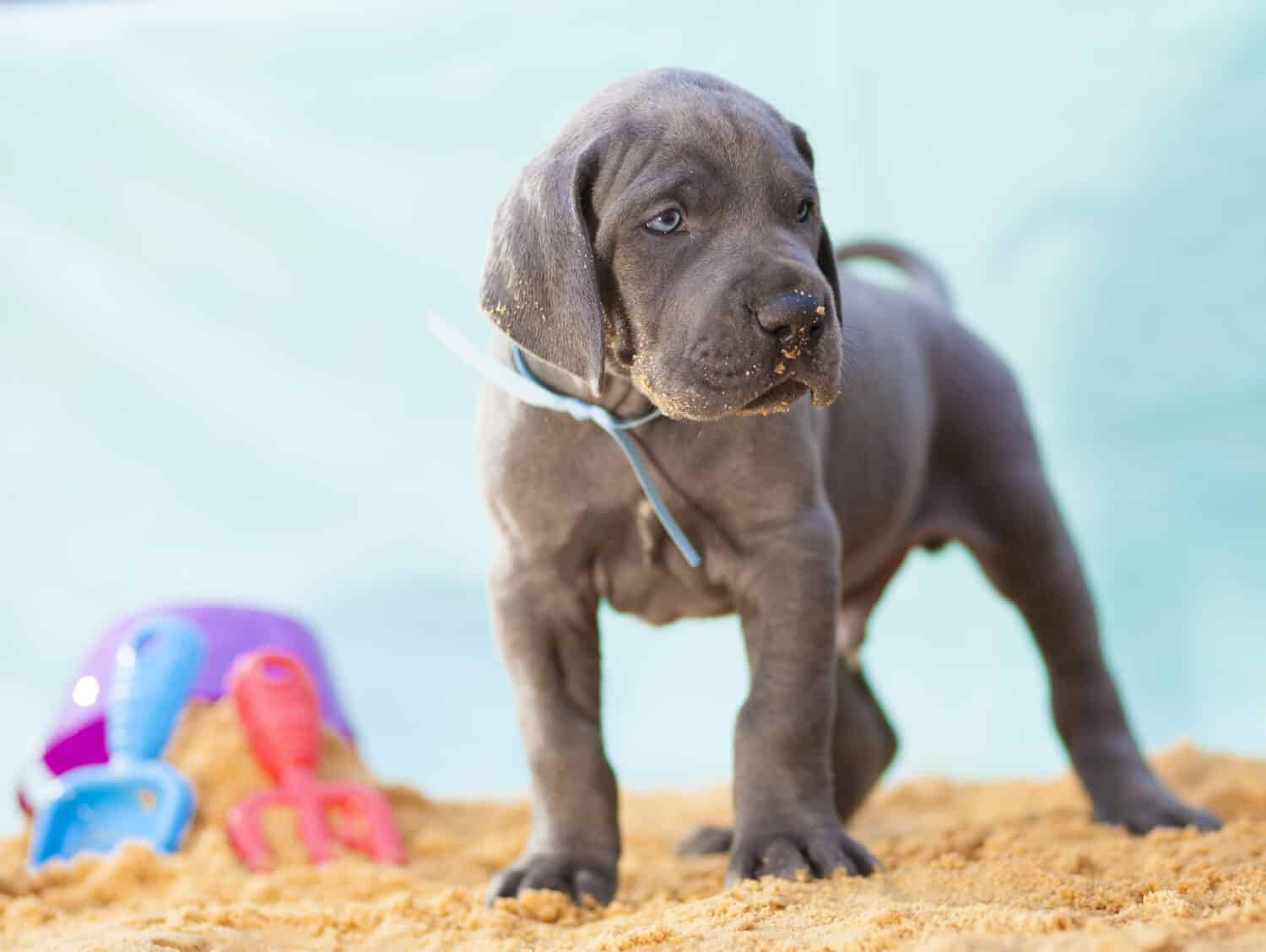 Great Dane Puppies: Pictures, Adoption Tips, and More!