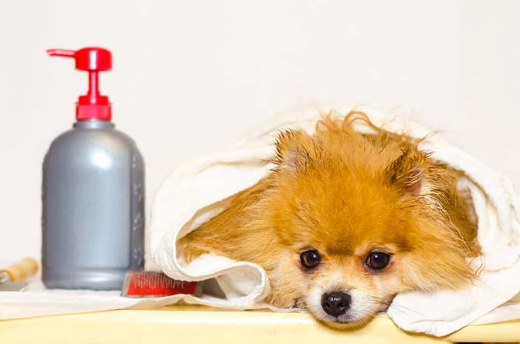 Pomeranian Grooming Guide: 10 Tips for a Healthy and Beautiful Coat