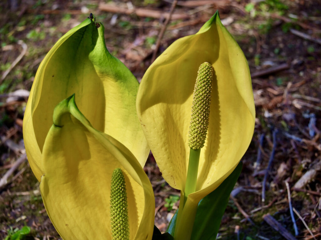 28 Beautiful Wildflowers You'll Find in the Pacific Northwest