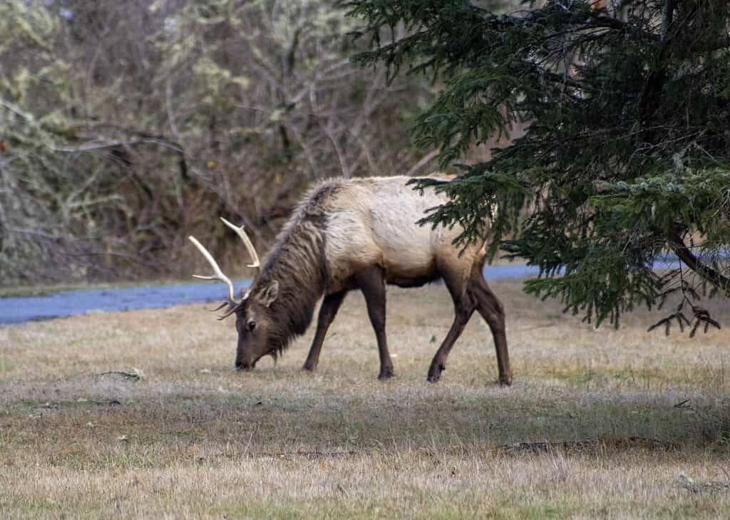 Discover the 5 Largest Deer Roaming U.S. Forests