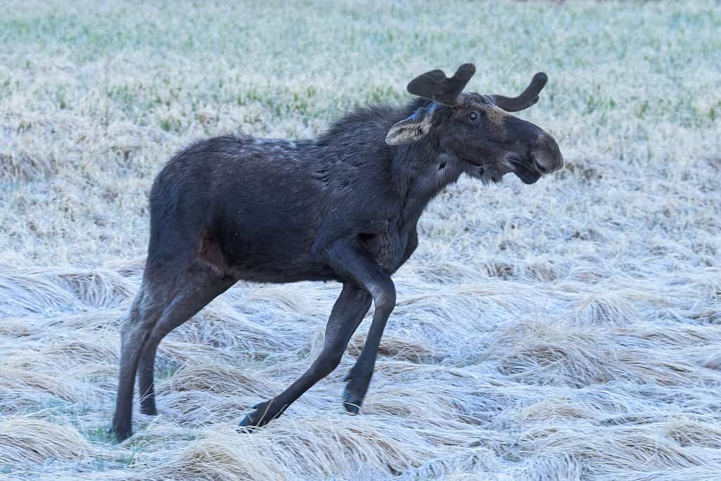 Hunting in Wyoming: 12 Great Public Hunting Lands