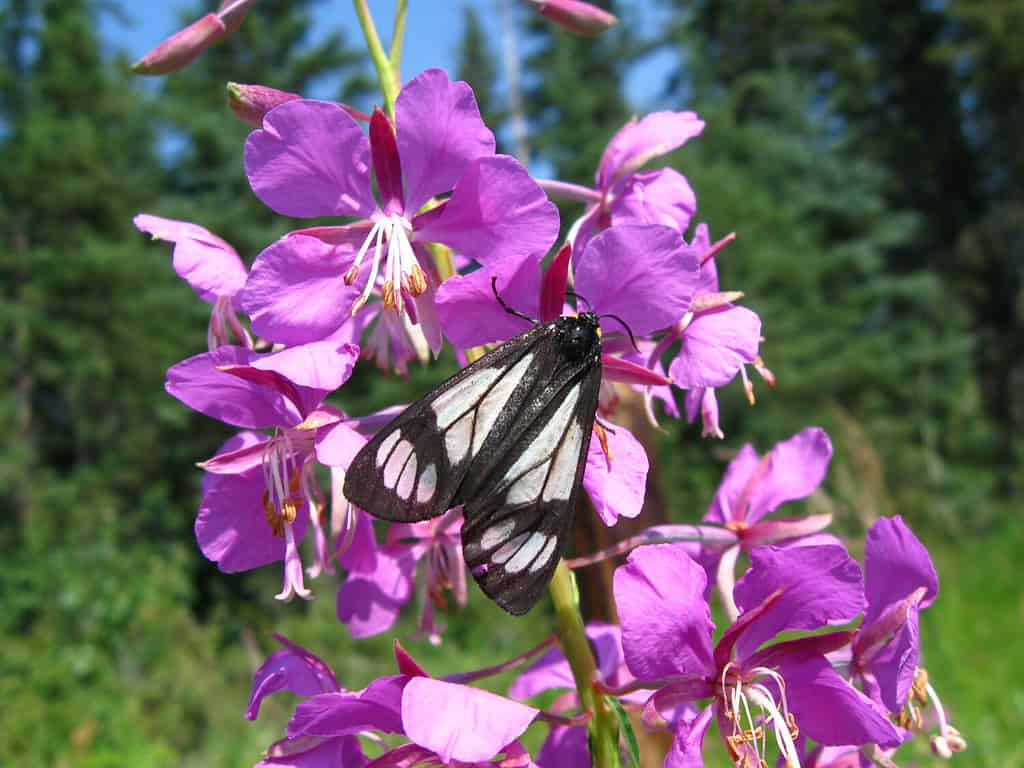 28 Beautiful Wildflowers You'll Find in the Pacific Northwest