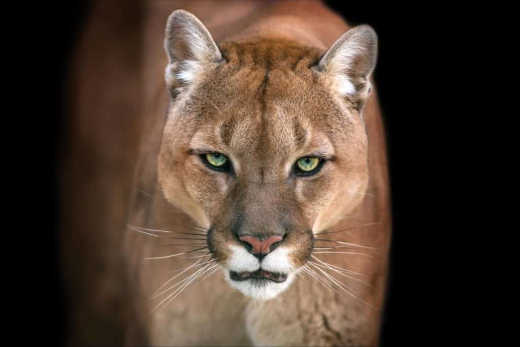 Hunting in Wyoming: 12 Great Public Hunting Lands