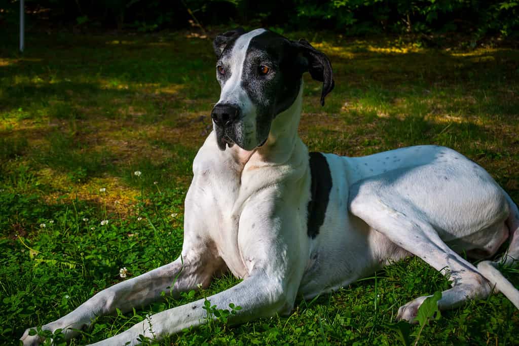 Great Dane Puppies: Pictures, Adoption Tips, and More!