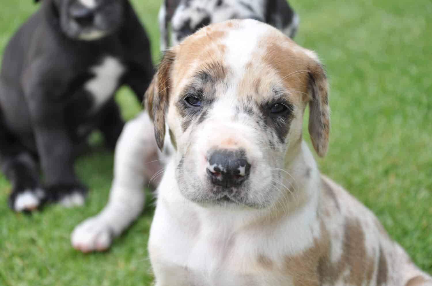 Great Dane Puppies: Pictures, Adoption Tips, and More!