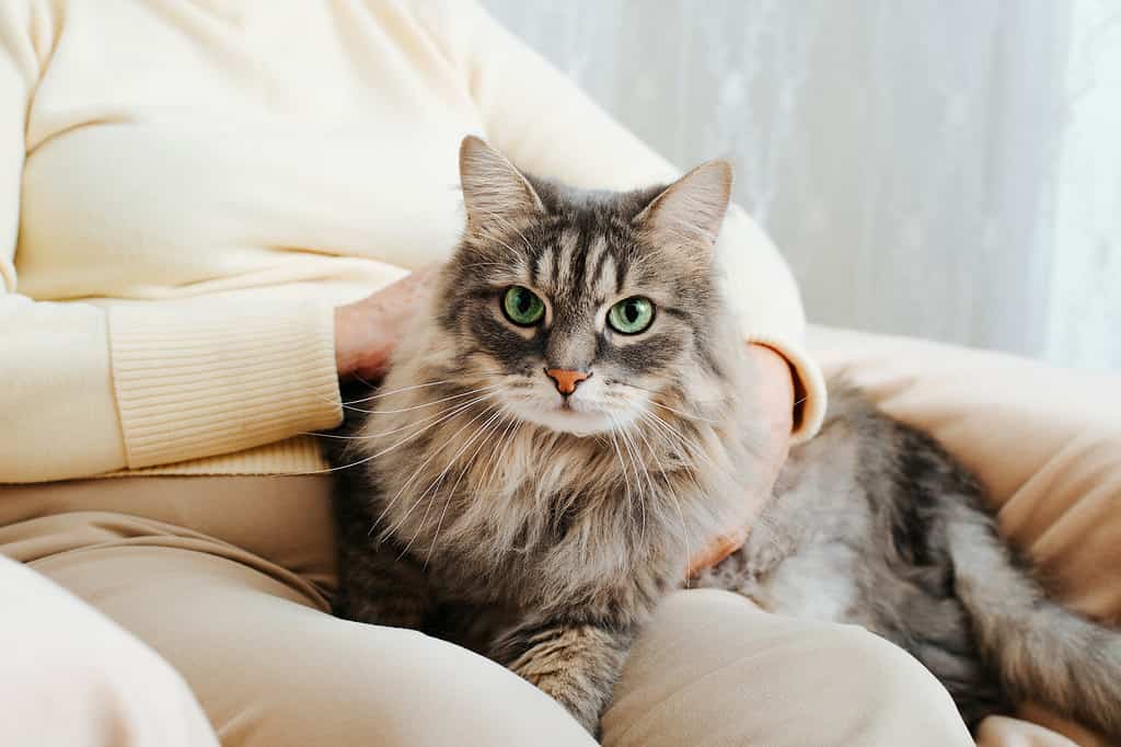 The 5 Best Cat Breeds For First-Time Owners