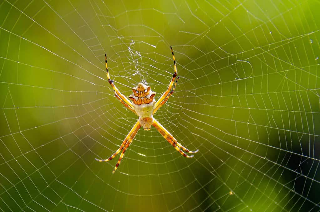 Discover the Surprising Reason Spiders Don't Get Caught in Their Own Webs