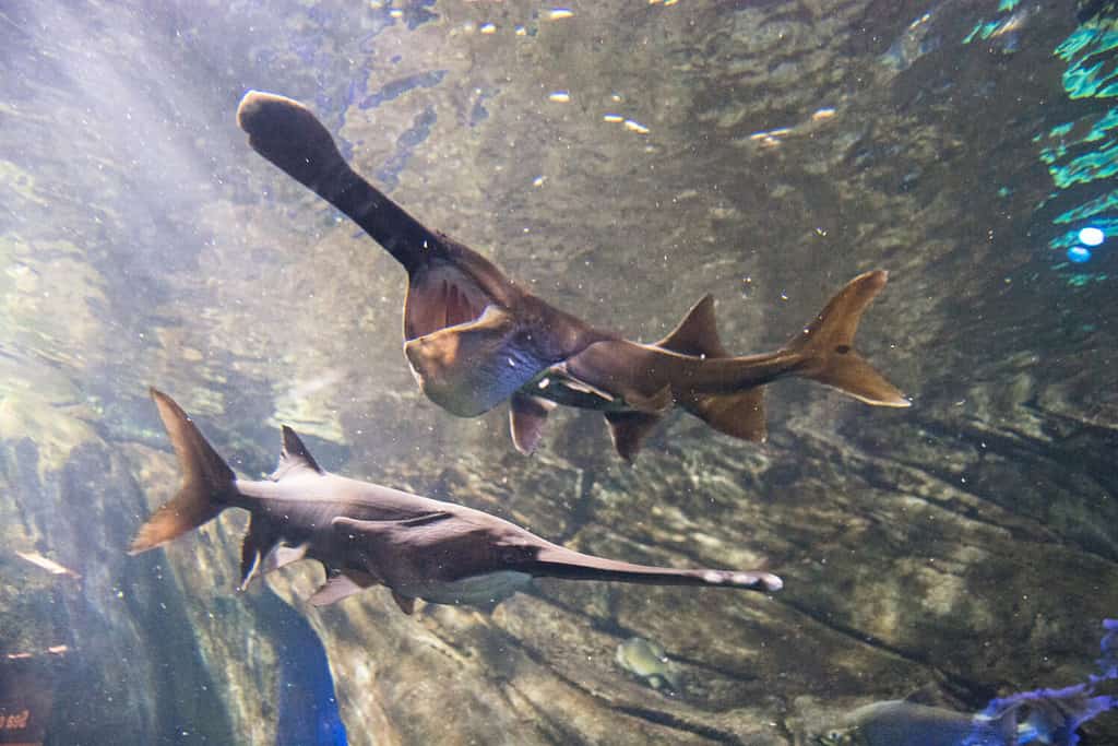 The 12 Largest Fish Ever Caught in North Dakota