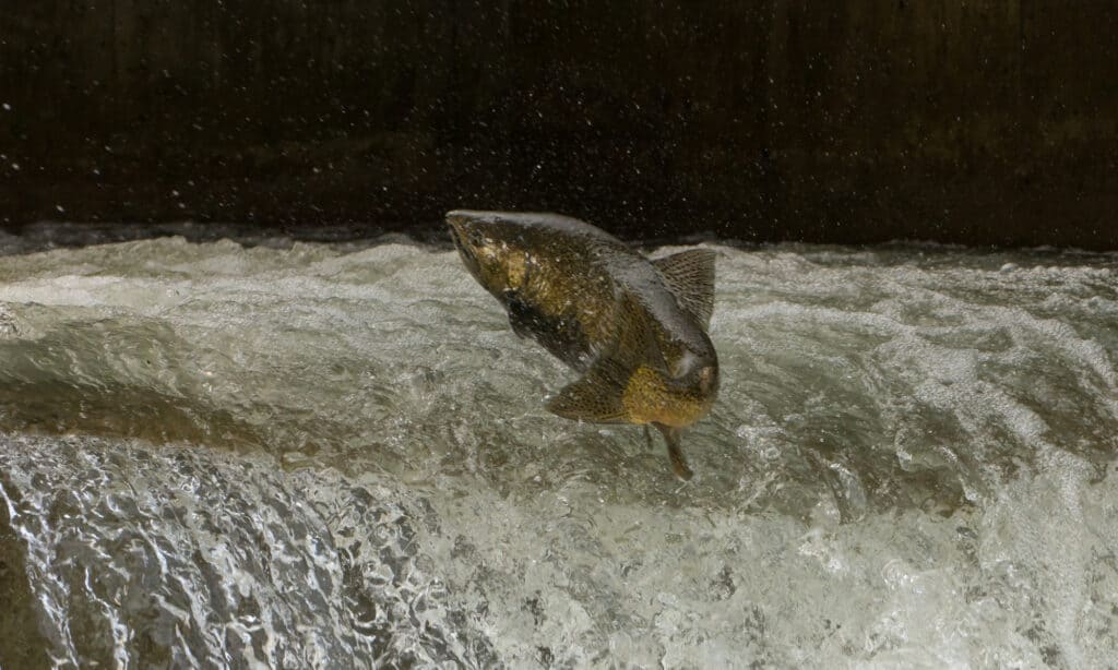 The 12 Largest Fish Ever Caught in North Dakota