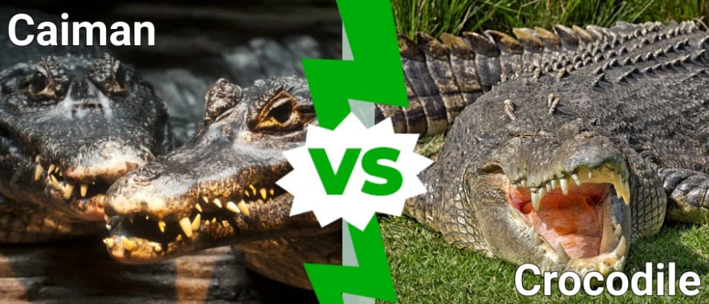 Are There Alligators or Crocodile in Puerto Rico?