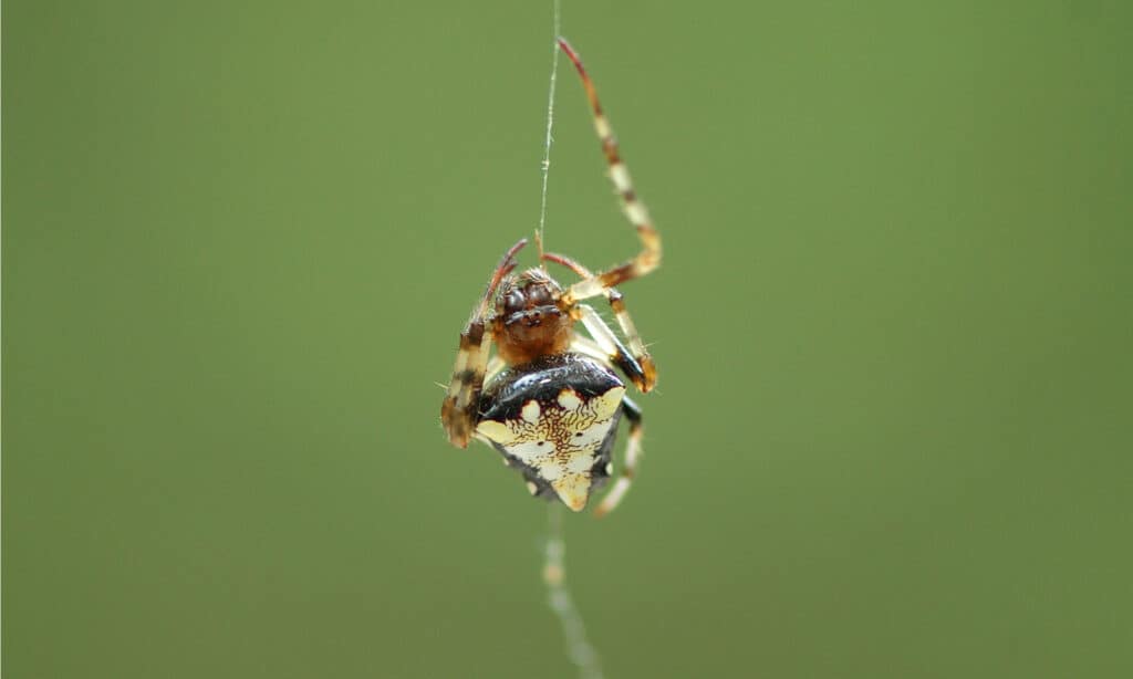 Discover the Surprising Reason Spiders Don't Get Caught in Their Own Webs