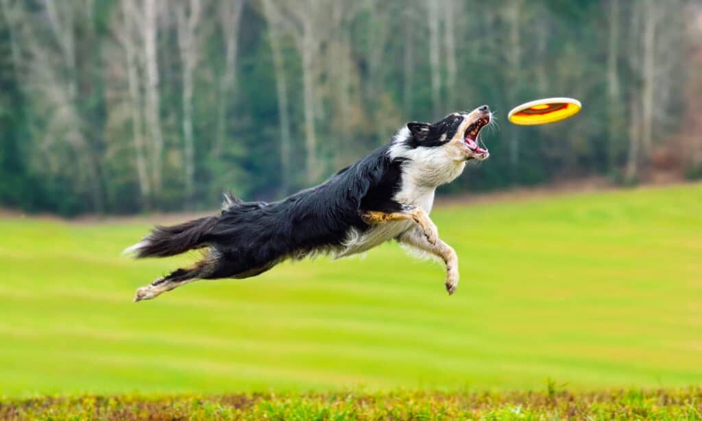 The 10 Highest Jumping Dog Breeds That Can Soar Through the Air