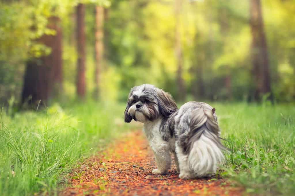 The Top 10 Reasons Shih Tzus Are the Perfect Family Dog