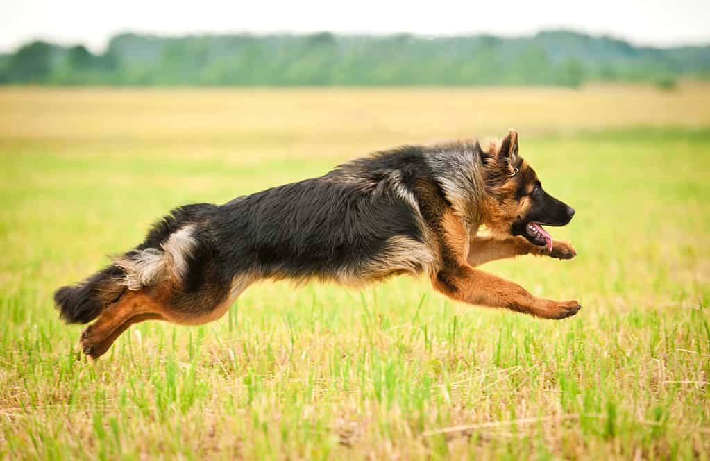 The 10 Highest Jumping Dog Breeds That Can Soar Through the Air