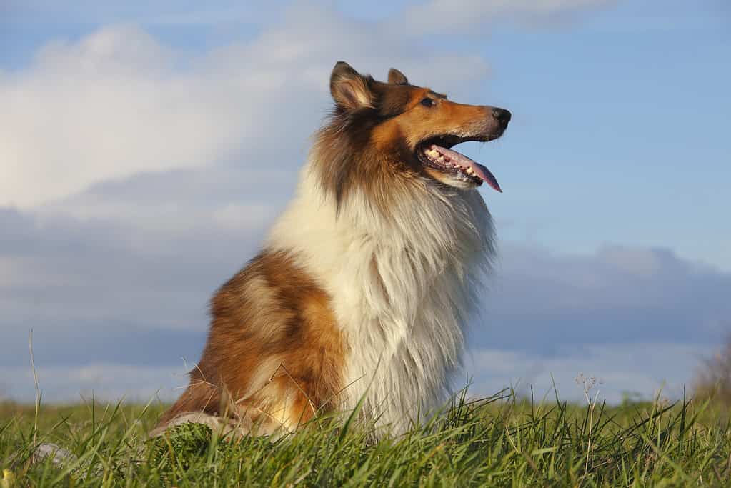 Discover Where Border Collies Are From (Origin, Purpose, and More!)