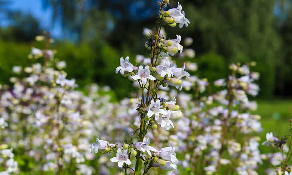 Foxglove Flowers: Meaning, Symbolism, and Proper Occasions