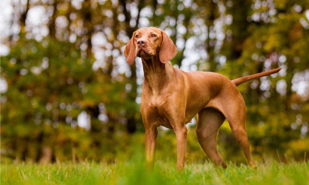 The 10 Highest Jumping Dog Breeds That Can Soar Through the Air